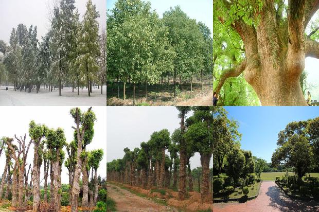 香樟树价格:贾樟柯的“现实主义”1668931282882