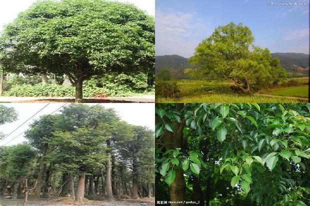 香樟树价格:贾樟柯的“现实主义”1668931282893