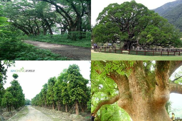 香樟树价格_我喜欢樟树1668931305204