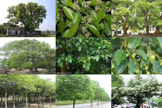 香樟树价格_我喜欢樟树1668931305215