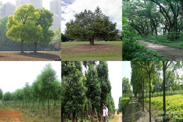 香樟树价格_我喜欢樟树1668931305226