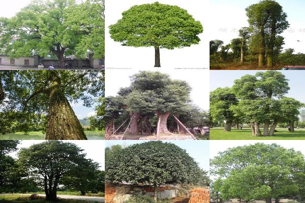 香樟树价格_我喜欢樟树1668931305236