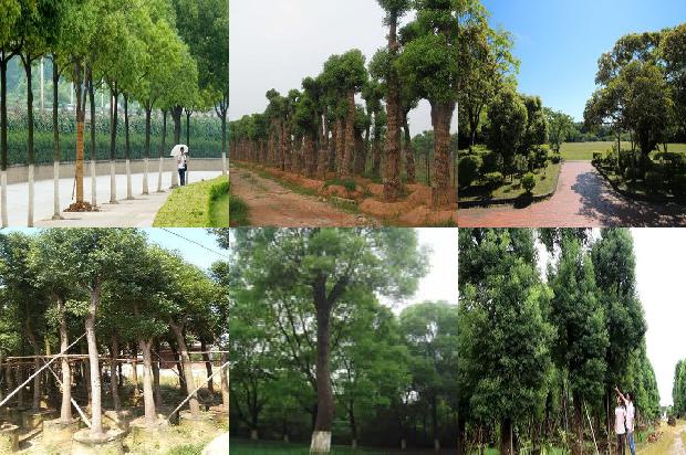 香樟树价格_我喜欢樟树1668931305247