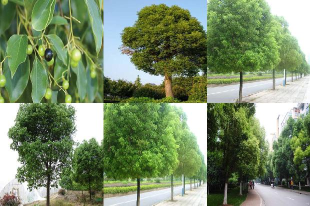 香樟树价格-今日樟木口岸