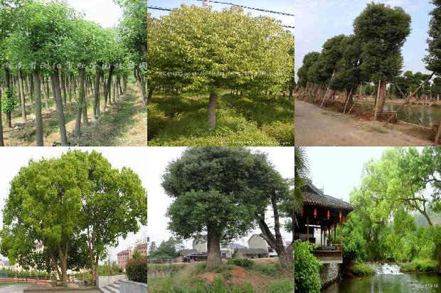 香樟树价格-今日樟木口岸1668931329959