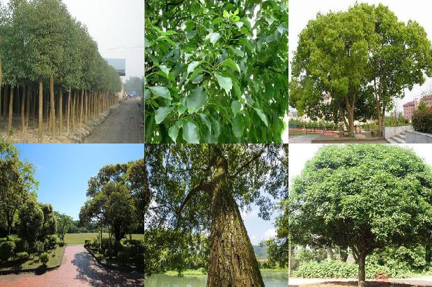 香樟树价格-今日樟木口岸1668931329981