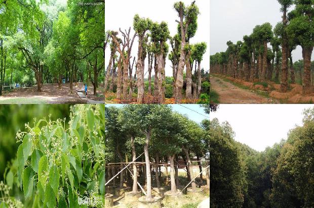 香樟树价格-今日樟木口岸1668931329992