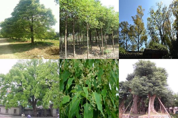 香樟树价格-今日樟木口岸1668931330003