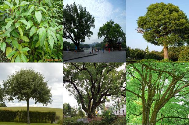 香樟树价格-今日樟木口岸1668931330014