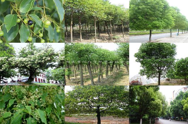 香樟树价格-今日樟木口岸1668931330026