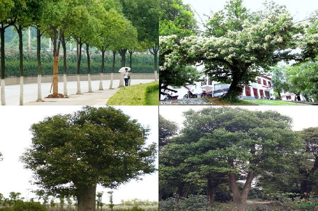 香樟树价格_樟子松栽植方法的分析