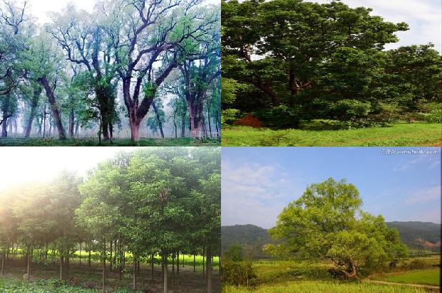 香樟树价格_樟子松栽植方法的分析1668931368273