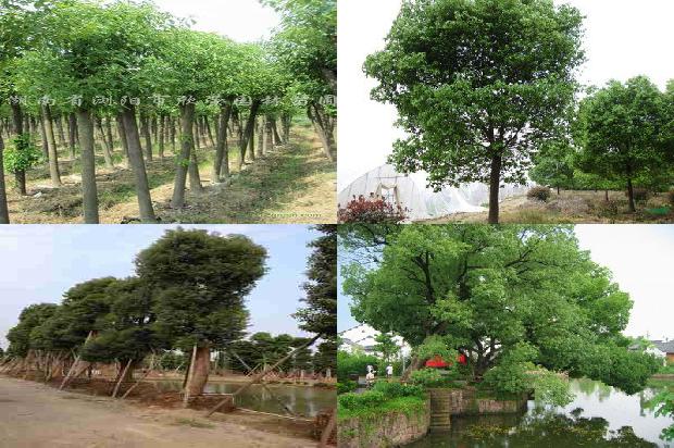 香樟树价格(浅谈大叶樟的栽植及养护技术)