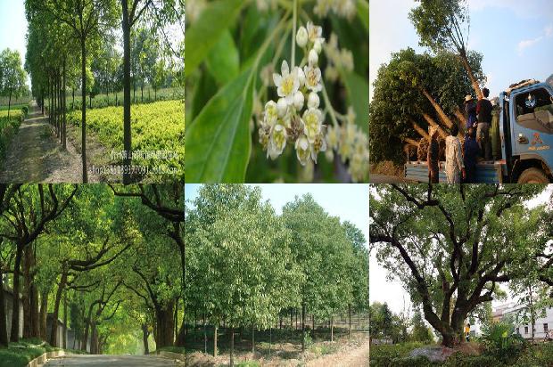 香樟树价格(浅谈大叶樟的栽植及养护技术)1668931398753