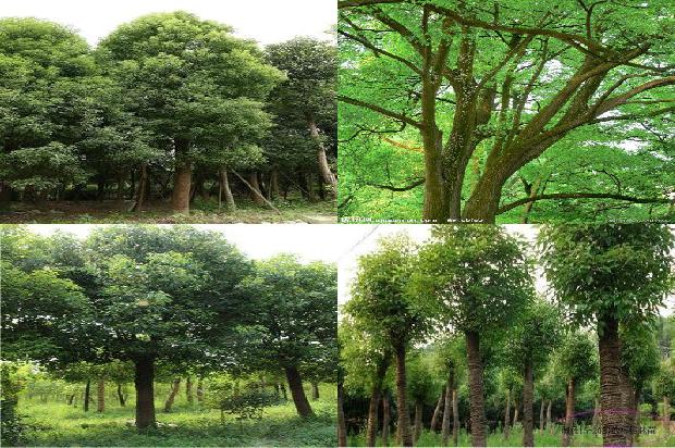 香樟树价格(浅谈大叶樟的栽植及养护技术)1668931398764
