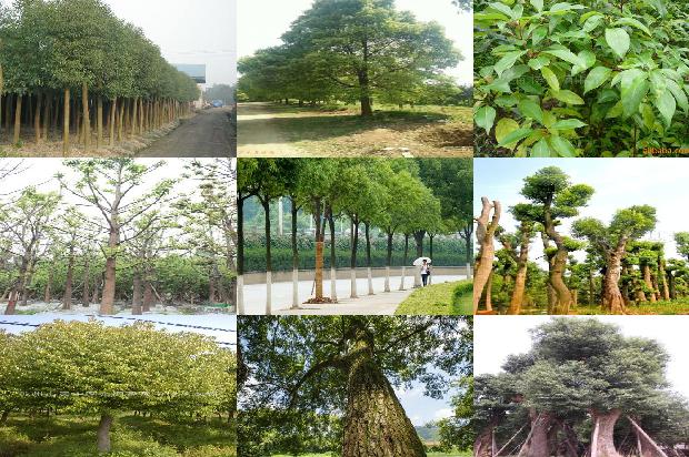 香樟树价格(浅谈大叶樟的栽植及养护技术)1668931398786