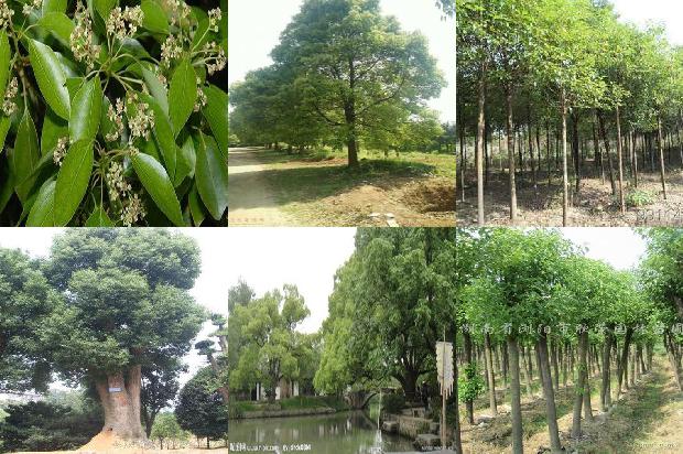 香樟树价格(浅谈大叶樟的栽植及养护技术)1668931398808