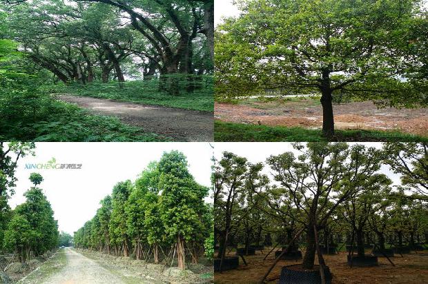 香樟树价格(浅谈大叶樟的栽植及养护技术)1668931398819
