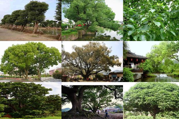 香樟树价格(对贾樟柯电影《三蛱好人》的两个思考)