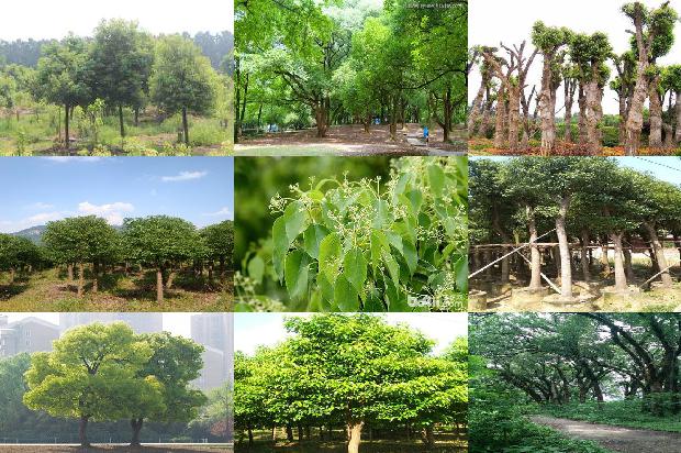 香樟树价格(对贾樟柯电影《三蛱好人》的两个思考)1668931423098