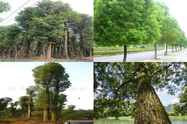 香樟树价格(对贾樟柯电影《三蛱好人》的两个思考)1668931423109