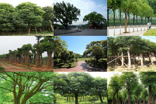 香樟树价格(对贾樟柯电影《三蛱好人》的两个思考)1668931423120