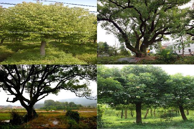 香樟树价格(对贾樟柯电影《三蛱好人》的两个思考)1668931423142