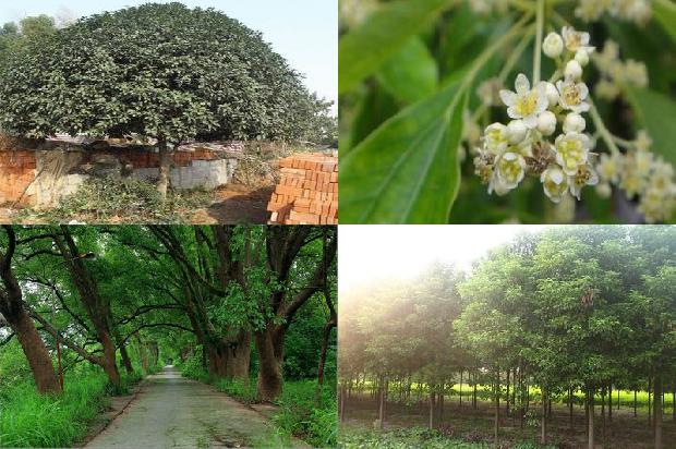 香樟树价格-樟子松嫁接红松技术及其推广应用