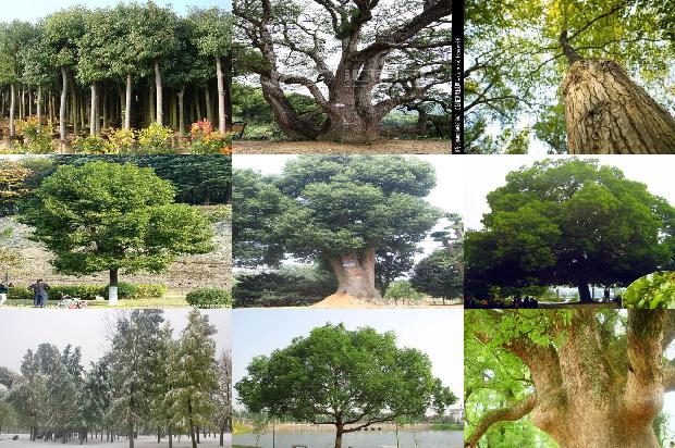 香樟树价格-樟子松嫁接红松技术及其推广应用1668931445563