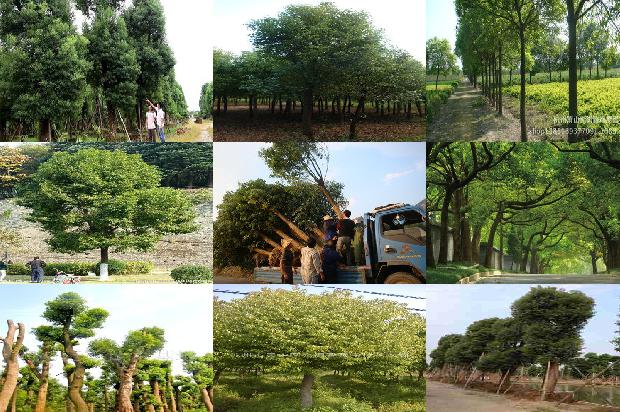 香樟树价格[中原地区樟树引种栽培管理技术]1668931471846