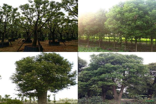 香樟树价格[中原地区樟树引种栽培管理技术]1668931471857
