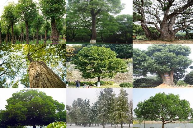 香樟树价格[中原地区樟树引种栽培管理技术]1668931471871