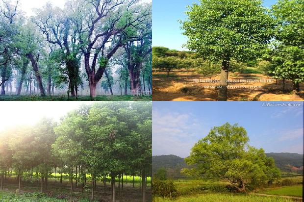 香樟树价格[中原地区樟树引种栽培管理技术]1668931471882