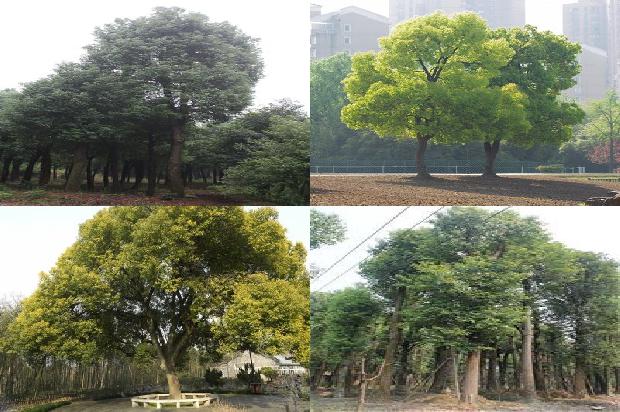 香樟树价格[中原地区樟树引种栽培管理技术]1668931471893