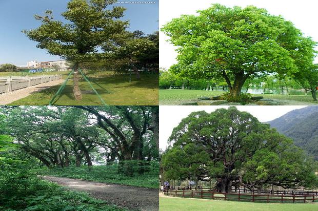 香樟树价格:七叶樟1668931492050