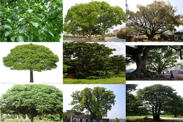 香樟树价格:七叶樟1668931492061