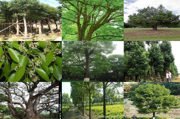 香樟树价格-《三峡好人》：故里、变迁与贾樟柯的现实主义1668931513374