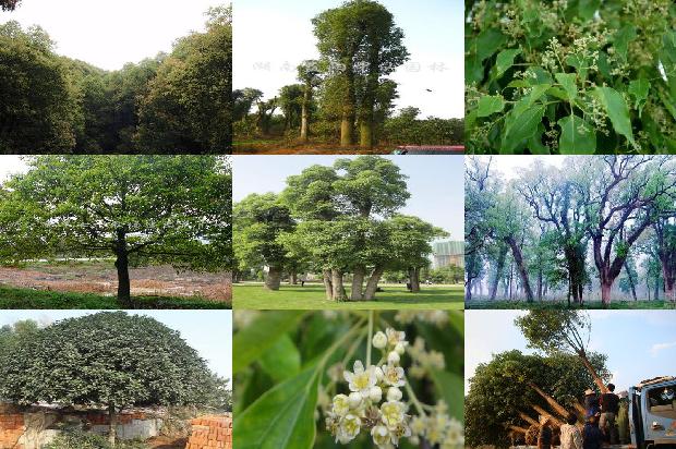 香樟树价格-《三峡好人》：故里、变迁与贾樟柯的现实主义1668931513385