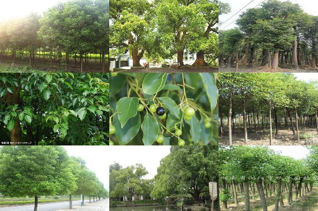 香樟树价格「贾樟柯为什么拍时装？」