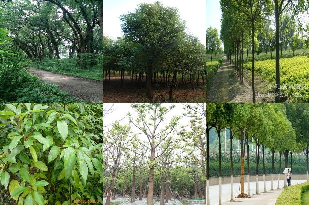 香樟树价格「贾樟柯为什么拍时装？」1668931537059