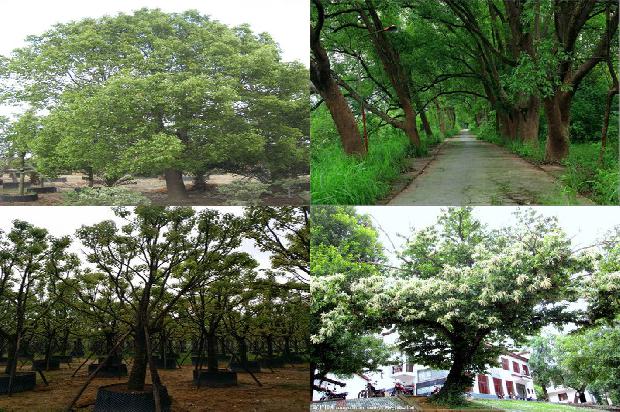 香樟树价格「贾樟柯为什么拍时装？」1668931537070