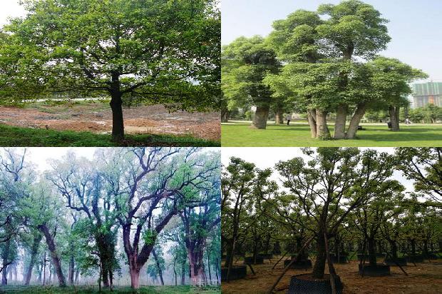 香樟树价格「贾樟柯为什么拍时装？」1668931537093