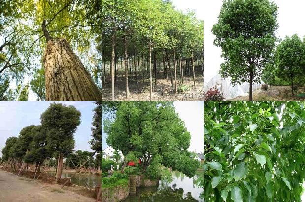 香樟树价格[贾樟柯《故乡三部曲》中的时代印记]