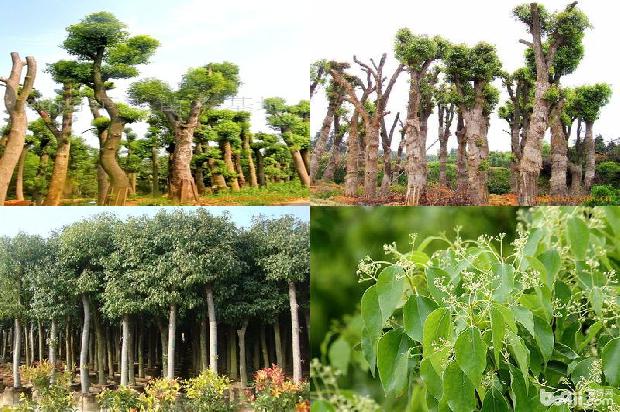 香樟树价格[贾樟柯《故乡三部曲》中的时代印记]1668931563519