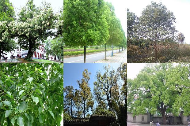 香樟树价格[贾樟柯《故乡三部曲》中的时代印记]1668931563531