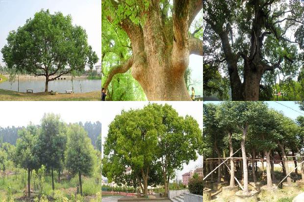 香樟树价格[贾樟柯《故乡三部曲》中的时代印记]1668931563542