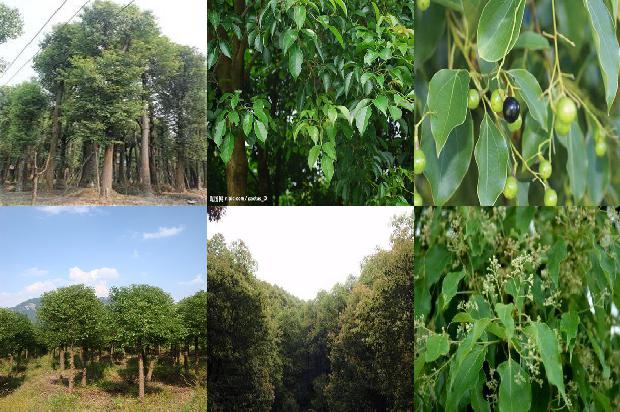 香樟树价格[贾樟柯《故乡三部曲》中的时代印记]1668931563554