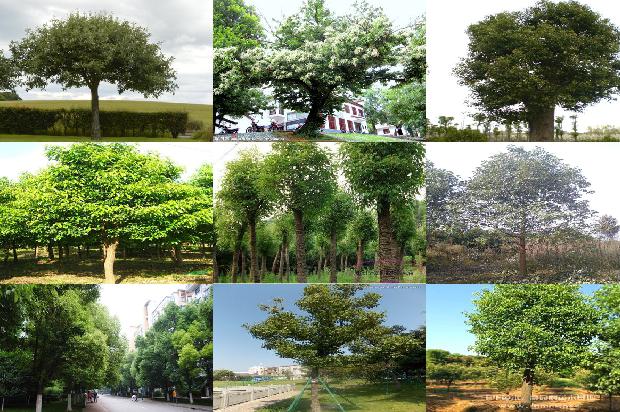 香樟树价格[贾樟柯《故乡三部曲》中的时代印记]1668931563579