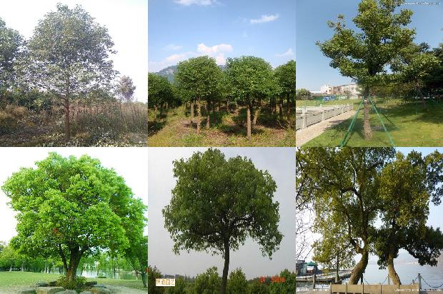 香樟树价格_香樟