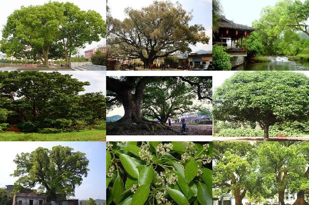 香樟树价格_香樟1668931590554